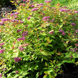 Bloomin' Easy Spiraea Rainbow Fizz 4" Potted Rocketliners by Van Zyverden