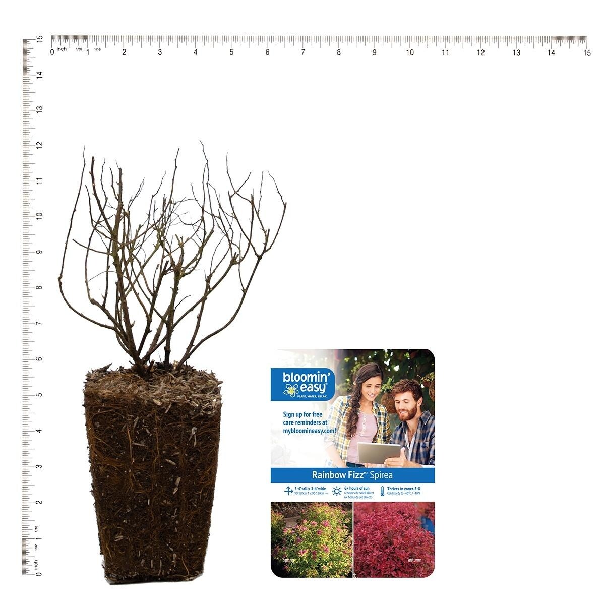 Bloomin' Easy Spiraea Rainbow Fizz 4" Potted Rocketliners by Van Zyverden