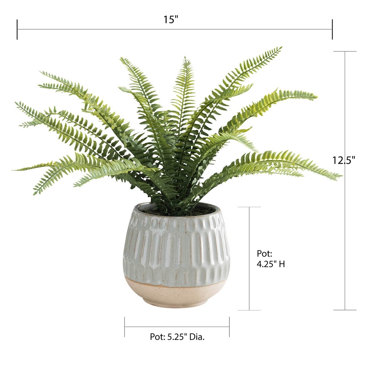 Boston Fern in Glazed Pot