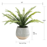 Boston Fern in Glazed Pot