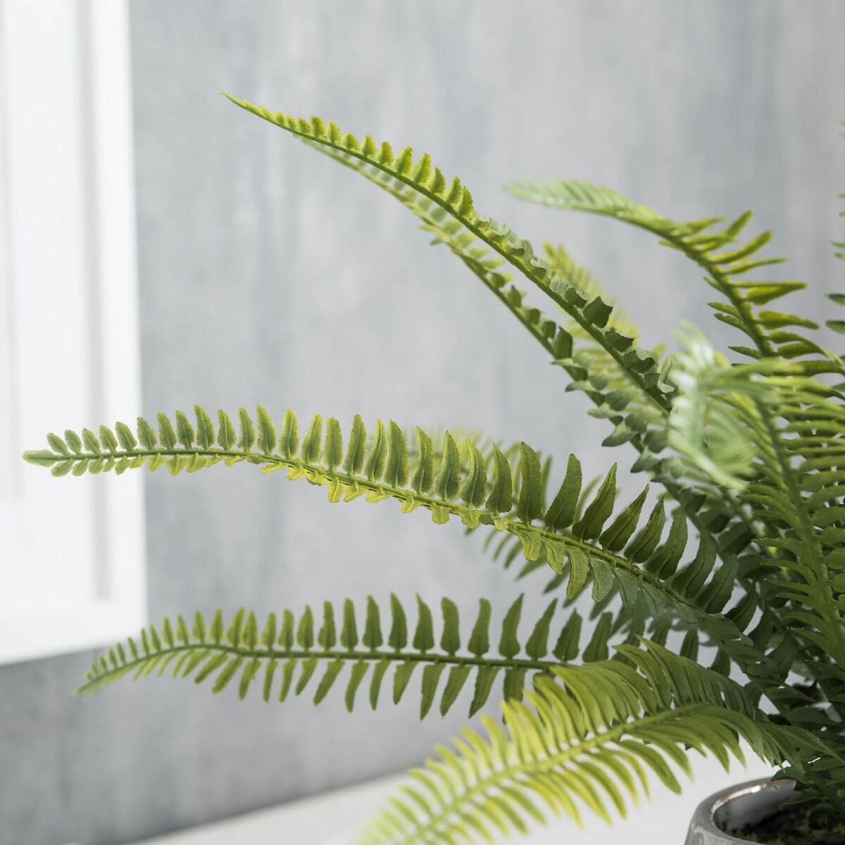 Boston Fern in Glazed Pot