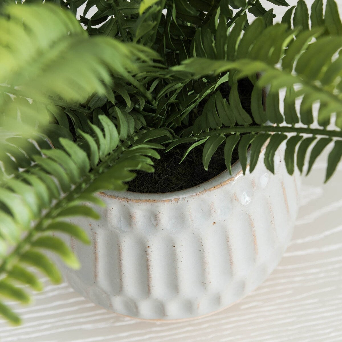 Boston Fern in Glazed Pot