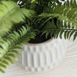 Boston Fern in Glazed Pot