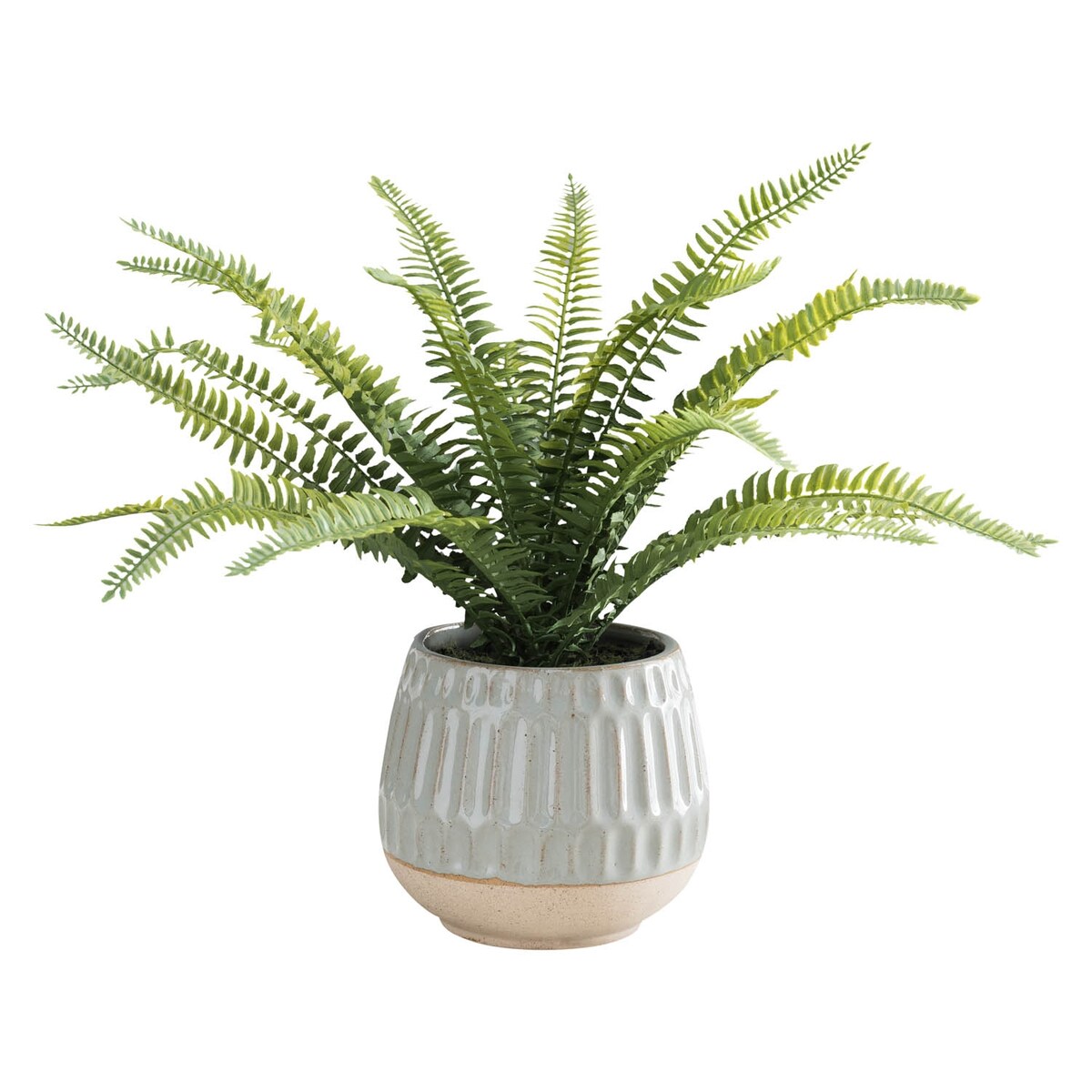 Boston Fern in Glazed Pot