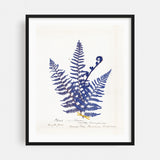 Botanical Fern IV Blue Light Illustrations Nature Art Print/Poster