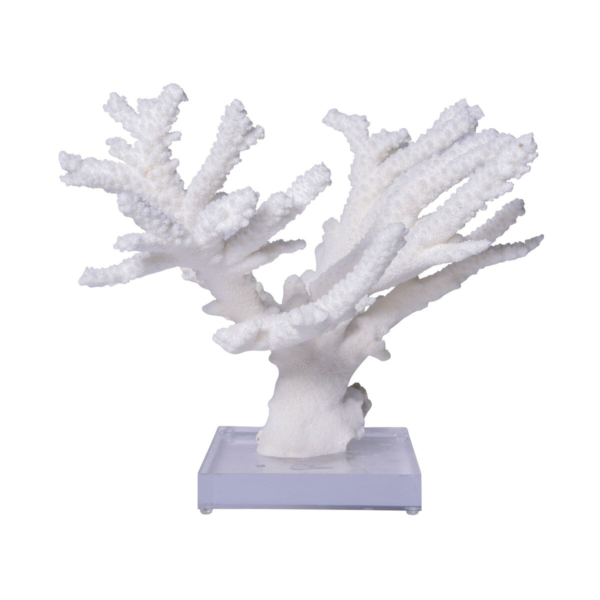 Branch Coral 12-15 Inch On Acrylic Base
