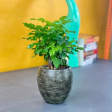 DTY Signature Smart Self-watering Round Planter Pot for Indoor and Outdoor