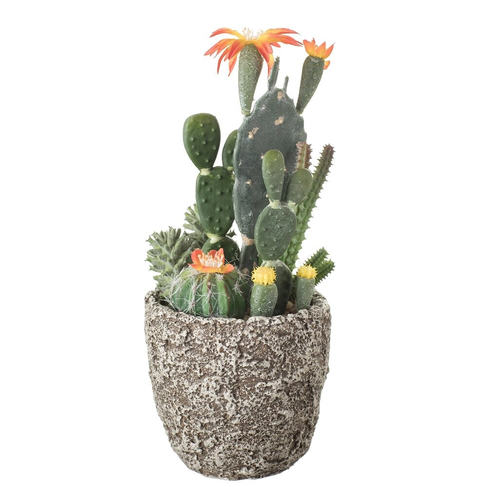 Sullivans Cactus with Cement Pot Potted Plant - Green