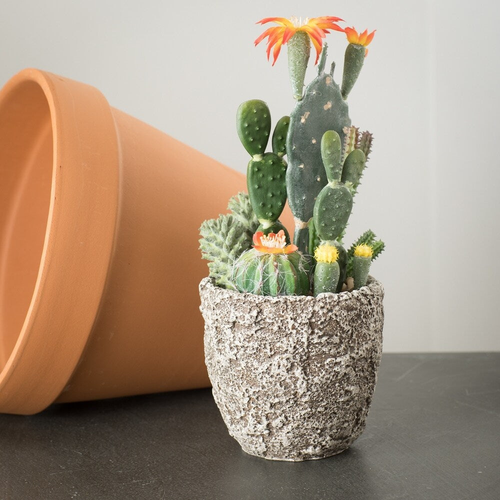 Sullivans Cactus with Cement Pot Potted Plant - Green