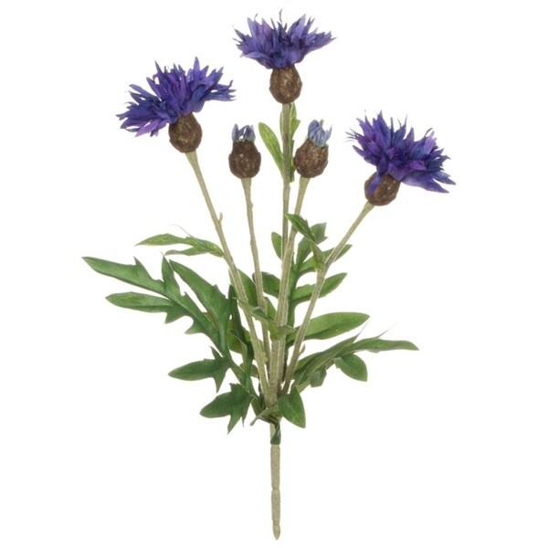 Sullivans Centaurea Bush