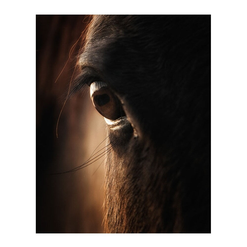 Colossal Images - Close Up Canvas Wall Art - Multi-color