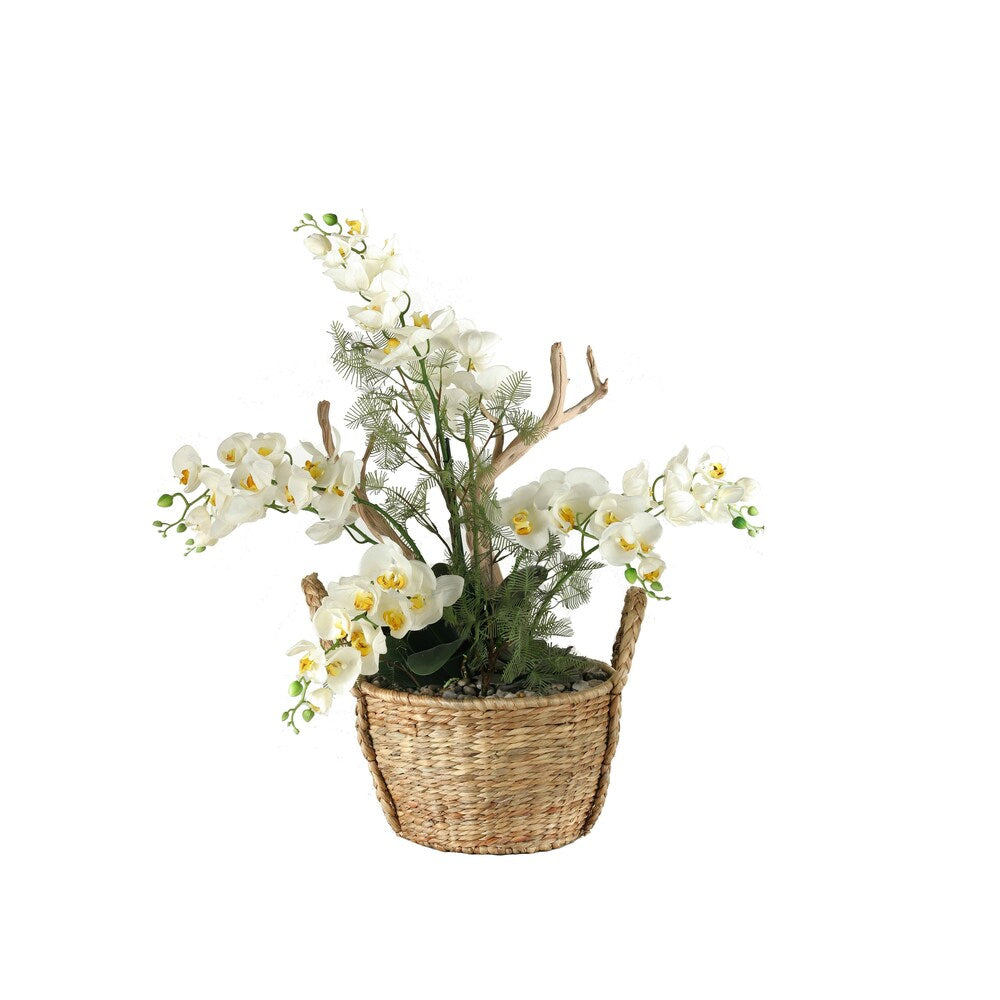 Cream Phael Orchids/ Foliage/ Mimosa Spray in Handled Basket - Cream, Green