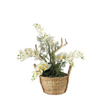 Cream Phael Orchids/ Foliage/ Mimosa Spray in Handled Basket - Cream, Green