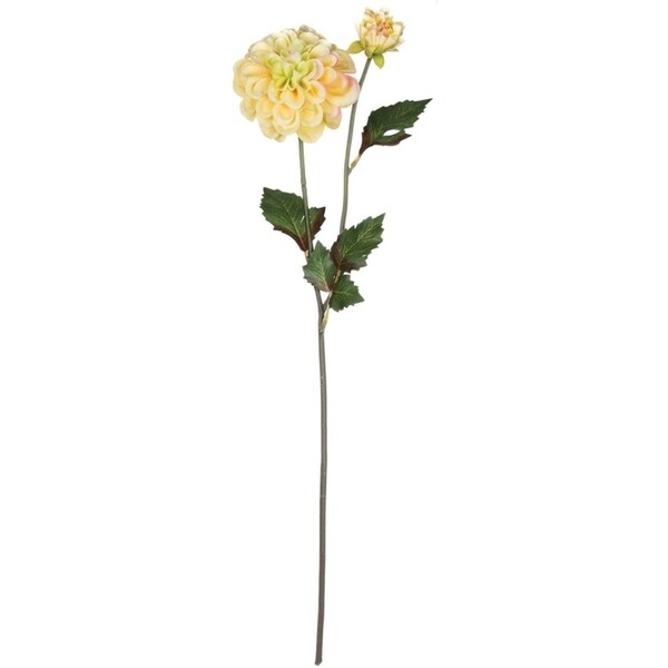 Sullivans Dahlia Stem