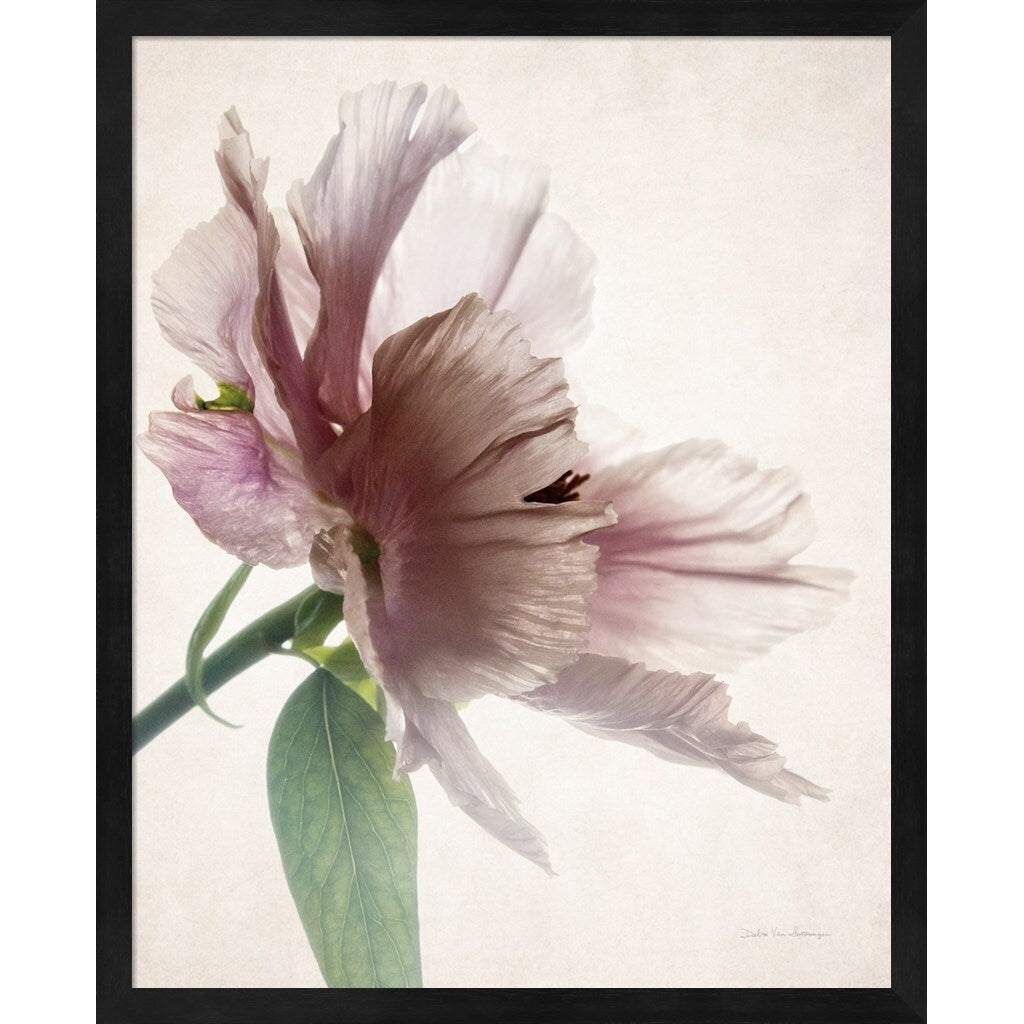 Debra Van Swearingen 'Translucent Peony' Framed Art (Set of 2)