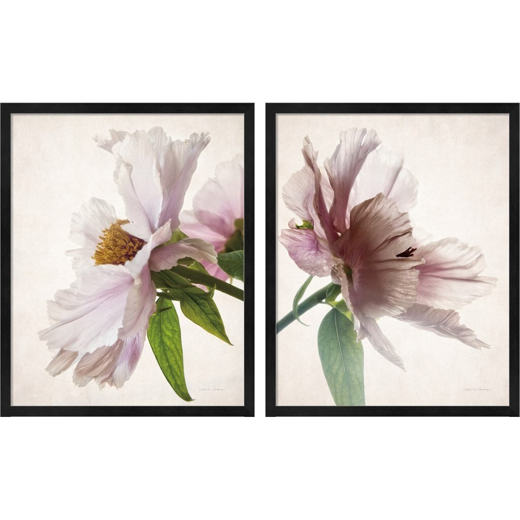 Debra Van Swearingen 'Translucent Peony' Framed Art (Set of 2)