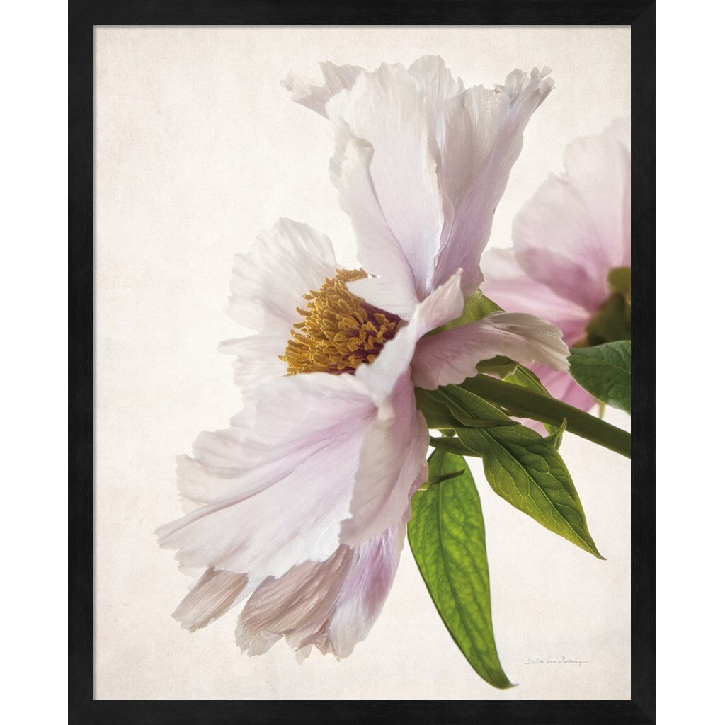 Debra Van Swearingen 'Translucent Peony' Framed Art (Set of 2)
