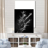 Designart "Black And White Coral Plant " Coastal Coral Under Water Wall Art