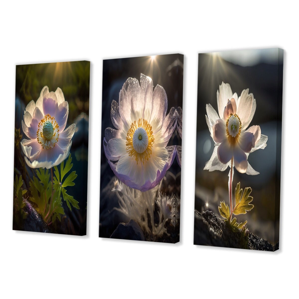 Designart "Delicate Blooming Anemone In Morning Sunshine II" Flowers White - Printed Art Set Of 3 For Bedroom