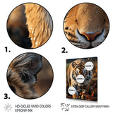 Designart "Tiger Extremely Detailed Portrait II" Animals Tiger Framed Canvas Wall Art