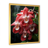 Designart "Tranquil Pink And White Orchids II" Orchids Wall Decor Pink - Traditional Entryway Framed Wall Art Print