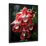 Designart "Tranquil Pink And White Orchids II" Orchids Wall Decor Pink - Traditional Entryway Framed Wall Art Print