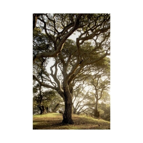 Easy Art Prints Alan Blaustein's 'Oak Tree #69' Premium Canvas Art