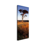 Easy Art Prints Panoramic Images's 'Golden Hour, Helwath Plantation, North Yorkshire, England, United Kingdom' Canvas Art