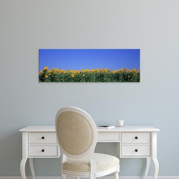 Easy Art Prints Panoramic Images's 'View Of Blossoms In A Sunflower Field, Marion County, Illinois, USA' Premium Canvas Art