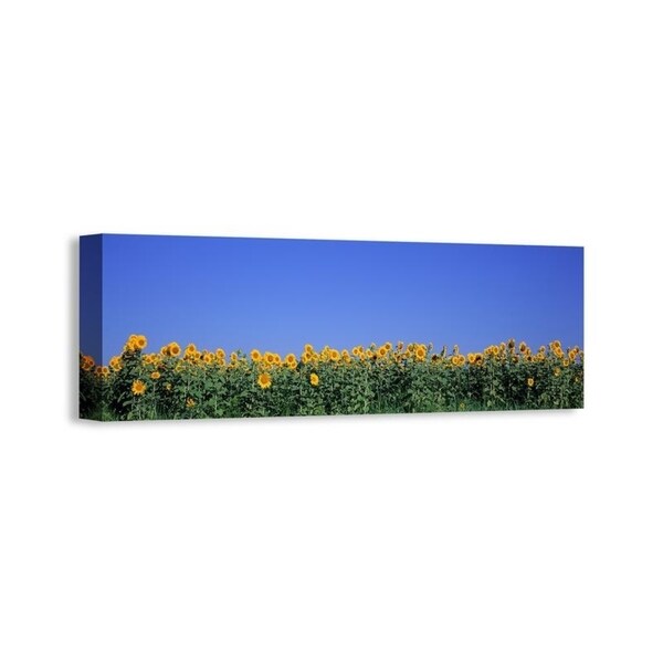 Easy Art Prints Panoramic Images's 'View Of Blossoms In A Sunflower Field, Marion County, Illinois, USA' Premium Canvas Art