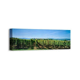 Easy Art Prints Panoramic Images's 'Vineyard, Alsace, France' Premium Canvas Art