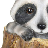 Exhart Solar Peekaboo Racoon Garden Statue, 8.5 Inches tall