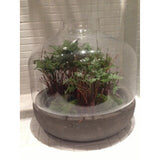 Gold Eagle Artifical Fern with Twigs in Cement/Glass Terrarium