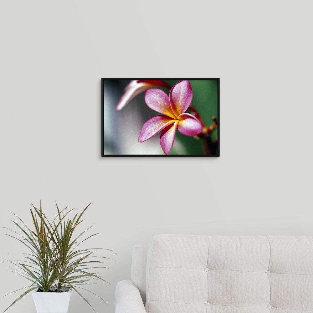 "Close up of a frangipani (Plumeria) flower" Black Float Frame Canvas Art