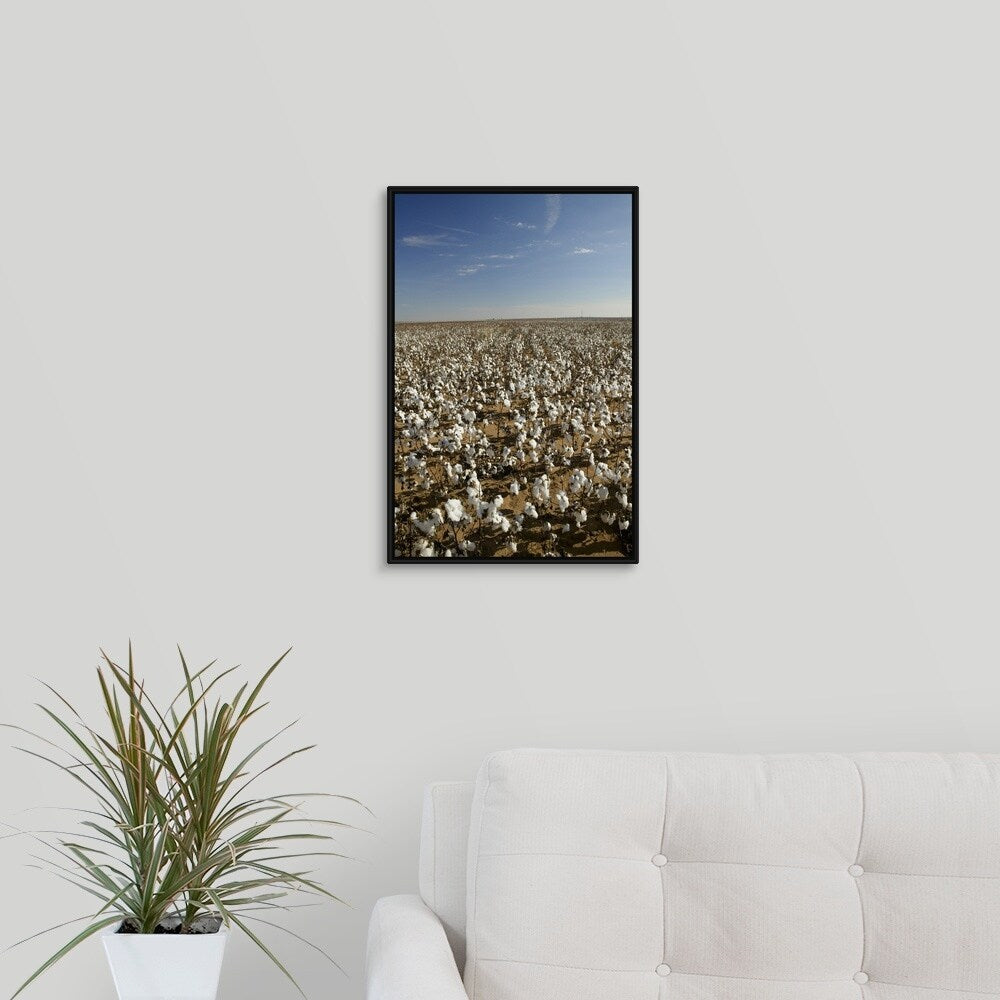 "Cotton plants in a field, Wellington, Texas" Black Float Frame Canvas Art