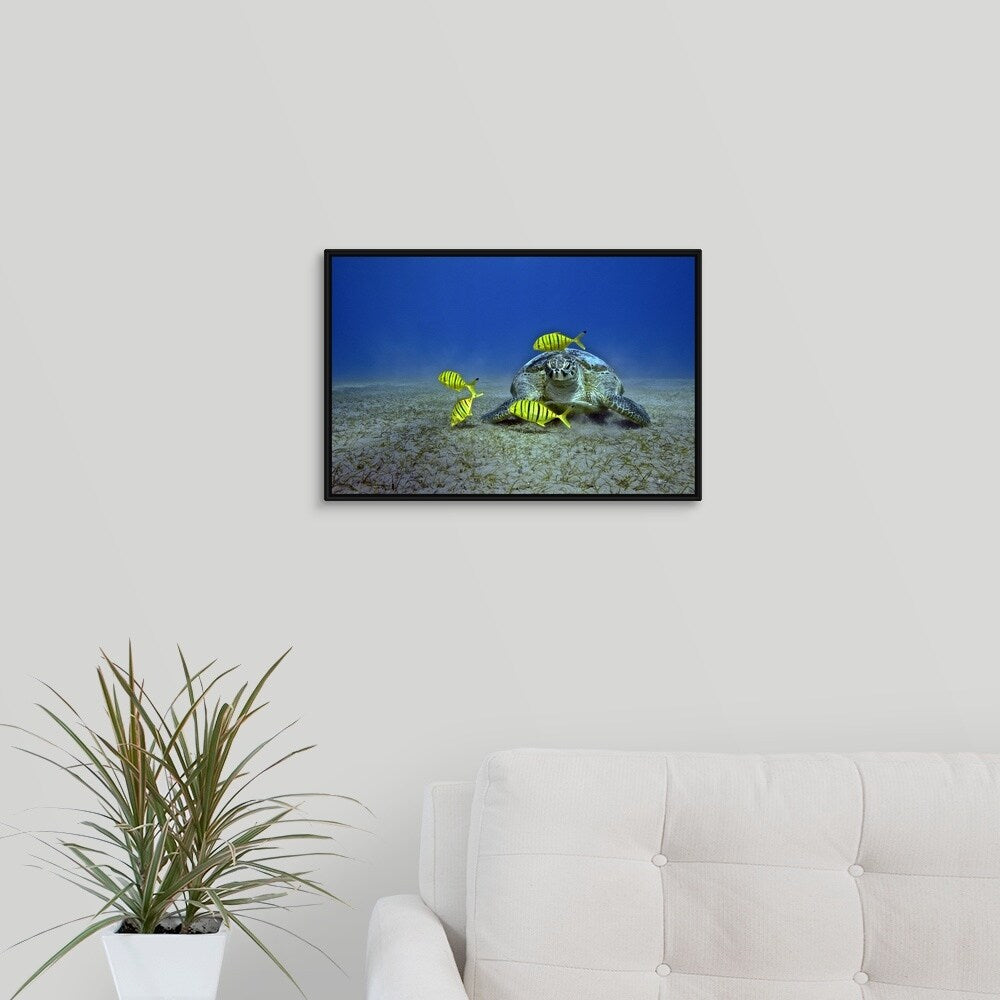 "Green Sea Turtle feeding with fish" Black Float Frame Canvas Art
