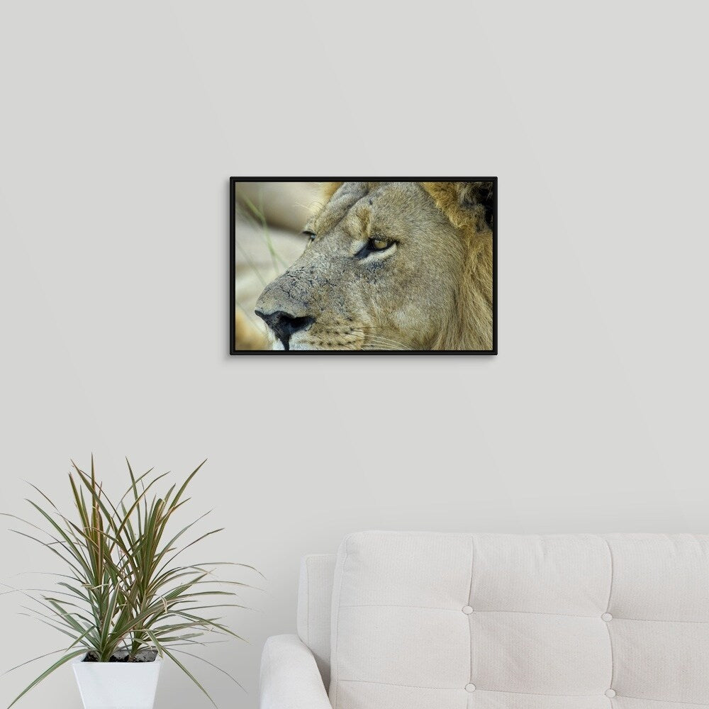 "Magnificent male Lion residing in the Okavango Delta region of Botswana." Black Float Frame Canvas Art