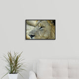 "Magnificent male Lion residing in the Okavango Delta region of Botswana." Black Float Frame Canvas Art