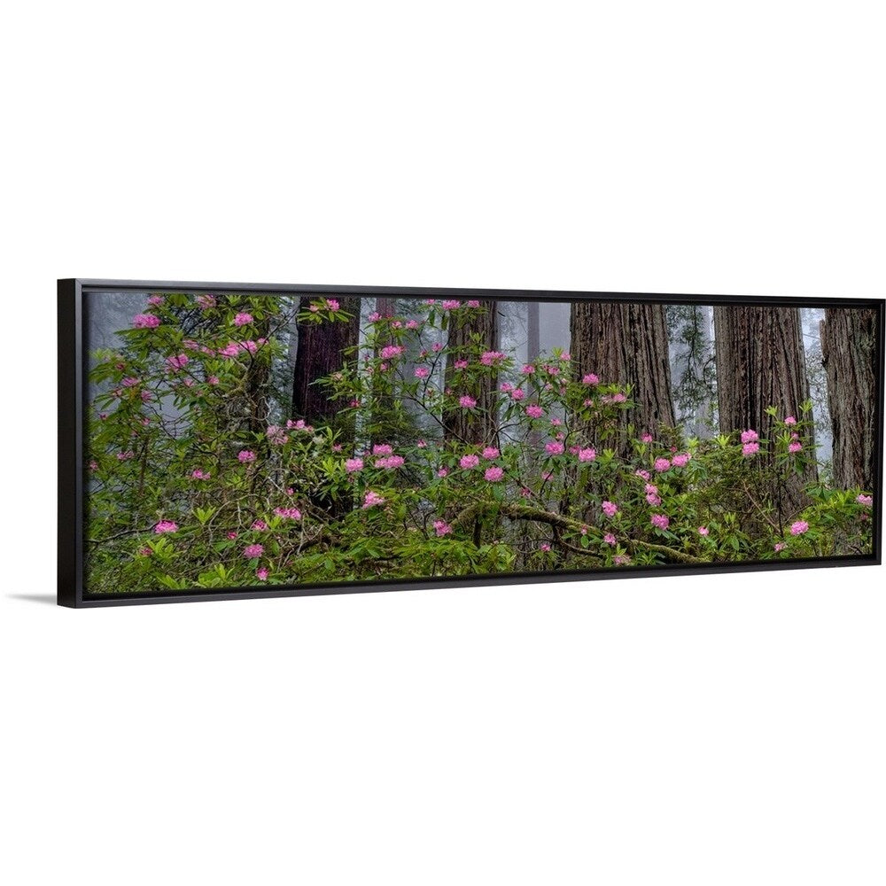 "Rhododendron flowers in a forest, Redwood National Park, California" Black Float Frame Canvas Art