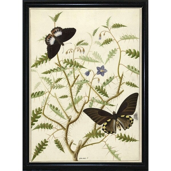 Flowers Twenty-VINAPP130728 Framed Print 20"x14.5" by Vintage Apple Collection