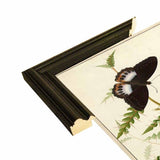 Flowers Twenty-VINAPP130728 Framed Print 20"x14.5" by Vintage Apple Collection
