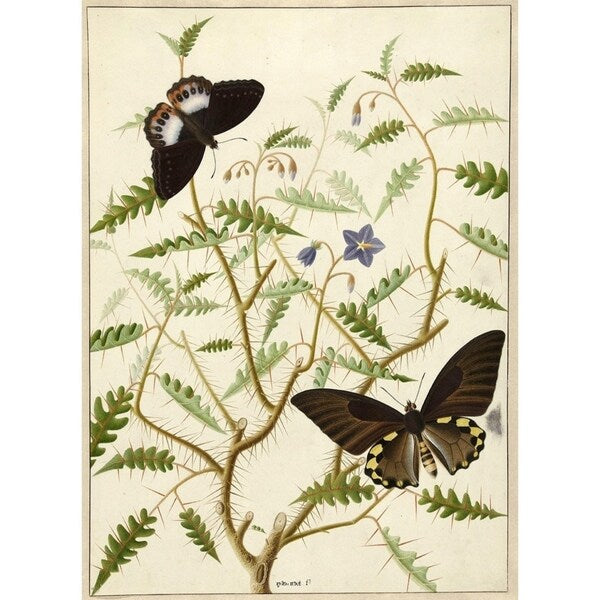 Flowers Twenty-VINAPP130728 Framed Print 20"x14.5" by Vintage Apple Collection