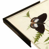 Flowers Twenty-VINAPP130728 Framed Print 20"x14.5" by Vintage Apple Collection