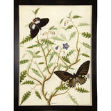Flowers Twenty-VINAPP130728 Framed Print 20"x14.5" by Vintage Apple Collection