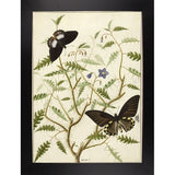 Flowers Twenty-VINAPP130728 Framed Print 20"x14.5" by Vintage Apple Collection