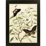 Flowers Twenty-VINAPP130728 Framed Print 20"x14.5" by Vintage Apple Collection