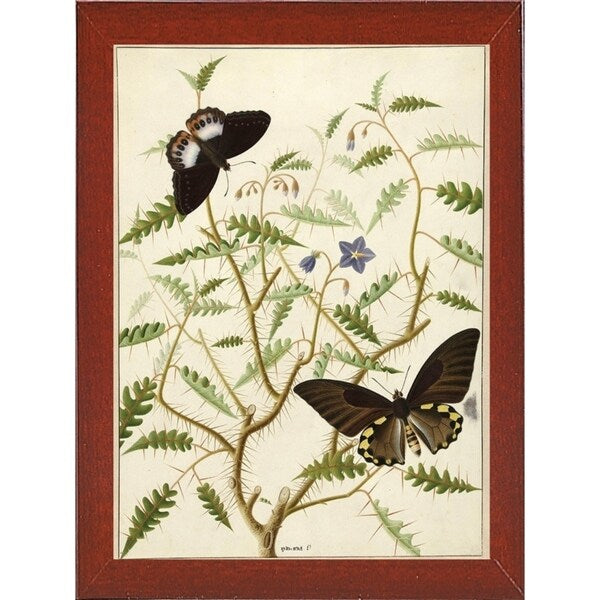 Flowers Twenty-VINAPP130728 Framed Print 20"x14.5" by Vintage Apple Collection