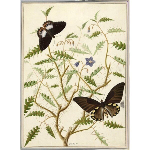 Flowers Twenty-VINAPP130728 Framed Print 20"x14.5" by Vintage Apple Collection