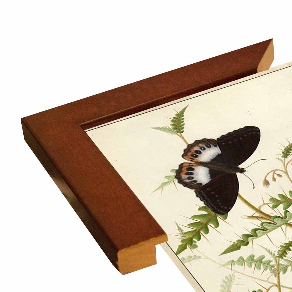 Flowers Twenty-VINAPP130728 Framed Print 20"x14.5" by Vintage Apple Collection