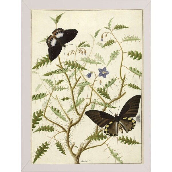 Flowers Twenty-VINAPP130728 Framed Print 20"x14.5" by Vintage Apple Collection